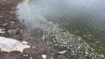 Bursa'da Boğazköy Baraj Göleti'nde balık ölümleri! İnceleme başlatıldı