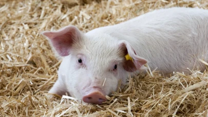 Çin'de domuz böbreği nakli başarısı! Bilim insanları yeni bir adım attı