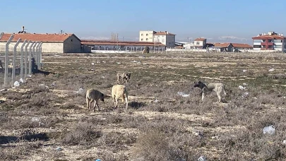 Karatay'da köpek saldırısı sonrası sahipsiz hayvanlar toplanıyor