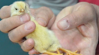 Mersin'de yumurtadan çıkan 3 ayaklı civciv şaşırttı!