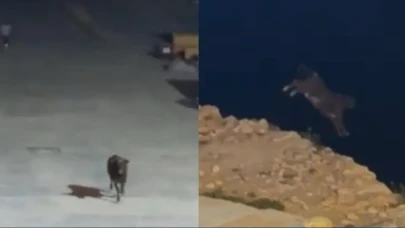 Mersin'de panik anları: Yurt dışından getirilen angus firar etti