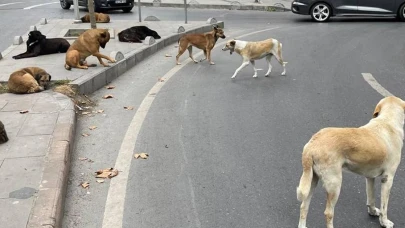 İstanbul Valiliği'nden sokak hayvanları için yeni genelge