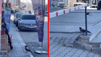 Hırsız karga marketten cips çaldı! O anlar kamerada