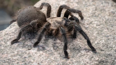 WhatsApp'tan tarantula satışı