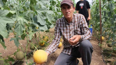 'Bu mevsimde olmaz' dediler, 2 ton hasat etti! Kilosu 200 TL'ye satıldı