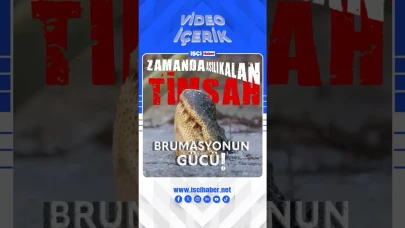 Donmuş göllerde hayatta kalabilen Alligator Mississippiensis timsahı