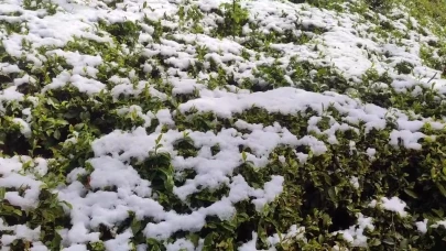Rize'de kar yağışı: Zirai don çayı vurdu!
