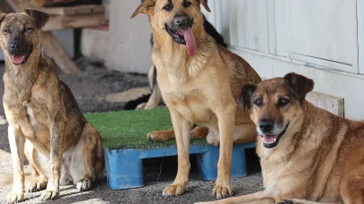 Köpeklerden kaçan öğrenci, istinat duvardan düşerek yaralandı