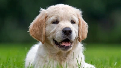 Leishmaniasis hastalığı köpeklerde kalıcı etki bırakıyor