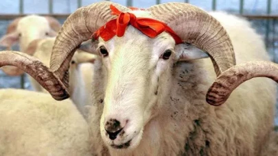 Kurbanlık hayvana ortak olunabilir mi? Diyanet'ten cevap geldi!