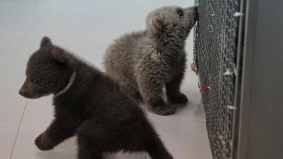 Karabük ve Bingöl’de bulunan yavru boz ayılar koruma altına alındı