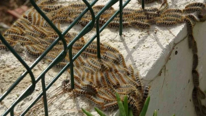 Çam kese böcekleriyle biyolojik mücadele başlatıldı