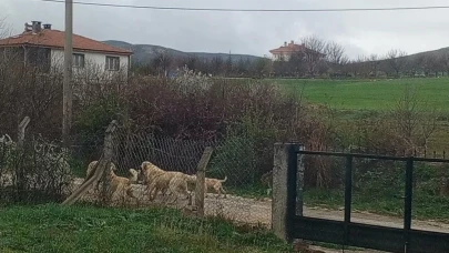 Kırşehir'de sokak köpekleri halkı tedirgin ediyor: Vatandaşlar evlerine kapandı