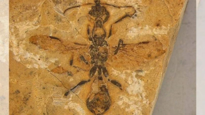 113 milyon yıl öncesine ait en eski karınca fosili keşfedildi