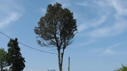 Amasra'nın sembolüydü: Ağlayan ağaç kesildi!