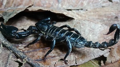 Akrep zehri Türkiye'nin yeni ihracat yıldızı: Değerinin pahalı olduğu alanlar