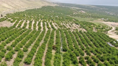 Elazığ’da kayısı üretimi don olayı nedeniyle büyük zarar gördü