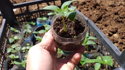 Pet şişede salatalık nasıl yetişir? İşte balkonunuzda kolaylıkla uygulayacağınız o yöntem...