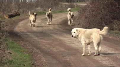 Burdur’da sahipsiz köpek dehşeti: 72 yaşındaki kadın saldırıya uğradı!