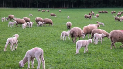 Hayvan otlatma meselesi kanlı bitti: Birçok kişi kavgada yaralandı!
