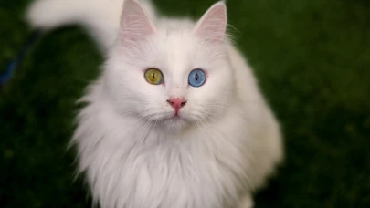 Van kedilerinin gözleri neden iki renkli? İşte o gizemli sebep!