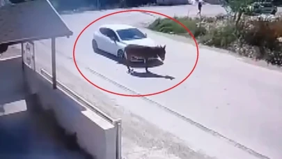 Yol artasındaki eşeği ezdi, ceza yedi