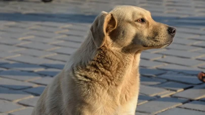Ankara’da kan donduran olay! Sahiplendiği köpekleri öldüren şahıs tutuklandı