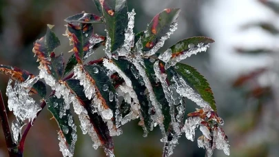 Bolu’da çiftçilere zirai don uyarısı