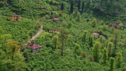 Karadeniz'de fındık mesaisi başladı: 2025 hasadı için çiftçiler seferber oldu