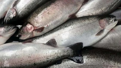 2025 İlk çeyreğinde Türk somonu ihracatında rekor başarı!