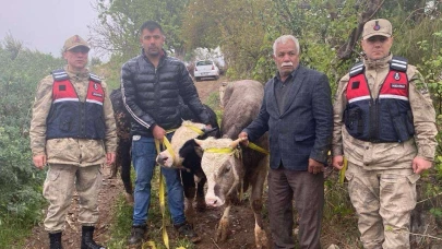 Kilis'te büyükbaş hayvan hırsızlığı: 2 şahıs yakalandı