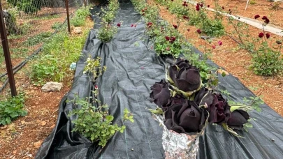 Dünyada sadece Halfeti’de yetişiyor: Karagül hasadı başladı!