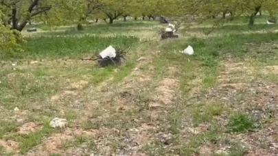 Malatya’da kayısı üreticileri zirai donla yıkıldı: Büyük zarar!