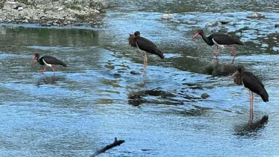 7 yaşındaki Çınar, Türkiye’de ender görülen kara leylekleri görüntülendi!