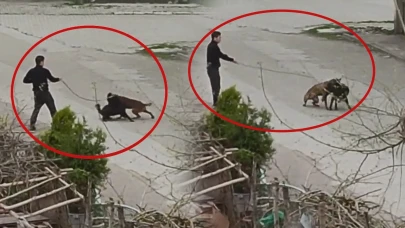 Samsun'da dehşet anları: Köpeğini, sokak köpeklerine saldırttı!