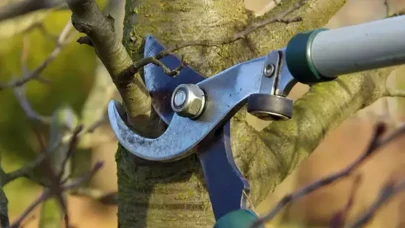 Ağaç budama zamanı ne zaman? Ağaç budarken dikkat edilmesi gerekenler nelerdir?