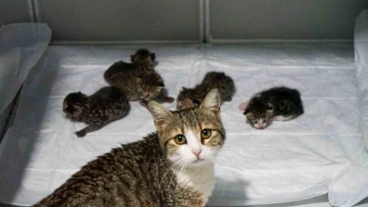 Didim’de hamile kedi veteriner kliniğine sığındı, 5 yavru dünyaya getirdi