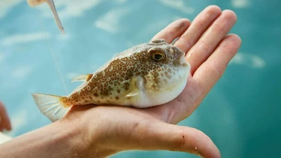 Balon balığıyla mücadele sürüyor: 2024'te 189 bin adet yakalandı!