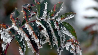 Meteoroloji’den zirai don uyarısı: Hangi bölgeler zirai don riski altında?
