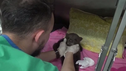 Karabük'te ormanda bulunan yavru ayı 'Bulut'a özel bakım: Günde 6 kez besleniyor