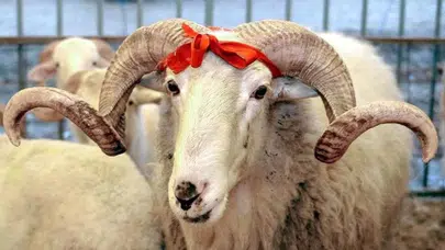 2025 Kurbanlık fiyatları ne kadar? Büyükbaş ve küçükbaş kurbanlık fiyatları belli oldu mu? İstanbul, Ankara, İzmir ve il il kurbanlık fiyatları