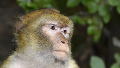 Muğla'da maymun paniği yaşandı! Maymun yakalandı, sahibi aranıyor!
