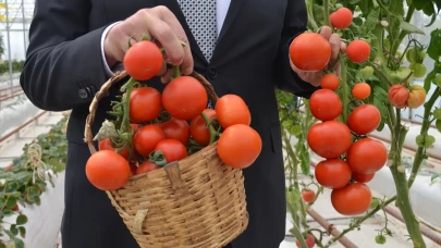 Kocaeli'de volkanik cürufla domates yetiştirildi!