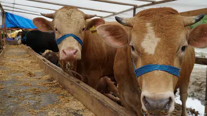 Afyonkarahisar’da kurbanlık hareketliliği başladı! 2025 kurban fiyatları ne kadar?