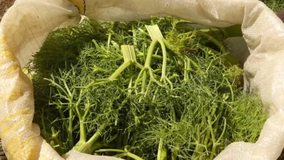 Çaşır otunun hasadı başladı! Bağı 30 lira, faydaları saymakla bitmiyor