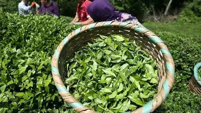 ÇAYKUR 1500 işçi alımı sonuçları açıklandı mı? ÇAYKUR kura sonuçları nereden öğrenilecek?