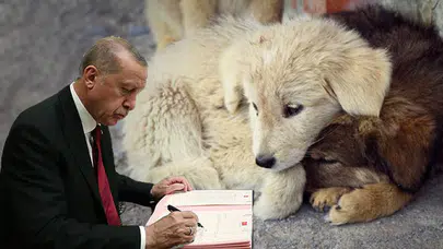 Sokak hayvanları için tarihi adım! Resmi Gazete'de yayımlandı