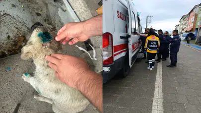 Akılalmaz olay! Bu kez insan köpeği ısırdı