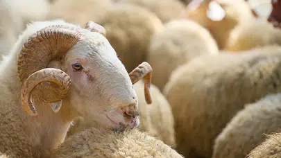 Kurban kesmek farz mı? Kimlere vacip? Kurban ibadetinin hükmü!