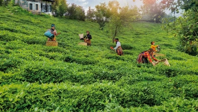 Çaykur işçi alım başvurusu başladı mı?